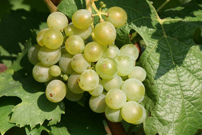 Carbeth Plants Grape Vitis Plant 'müller-Thurgau'High Yielding Vitis GrapeUk Climates from B&Q
