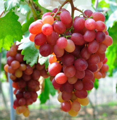 Carbeth Plants Grape Vitis Plant 'queen Of Esther'- High Yielding Vitis GrapeUk Climates from B&Q
