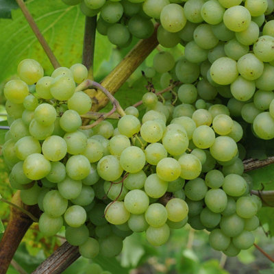 Carbeth Plants White Grape VineVitis Grape Plant TheresaHigh Yielding Vitis GrapeProduce For Wine And Juicing from B&Q