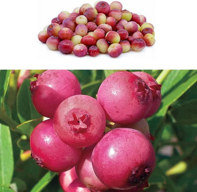 Carbeth Plants Blueberry Bush 'pink Lemonade'Vaccinium In 9Cm PotReliable Heavy Cropping from B&Q
