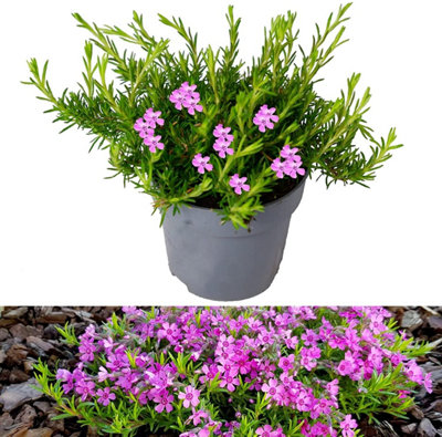 B&Q -  Phlox Subulata CascadeSpring Flowering Plant In 10.5 Cm Pot