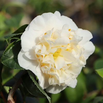 Carbeth Plants White Camellia Plant Nobilissima In Pot - Spring Flowering Evergreen Shrub - Hardy Garden Ready Plant 9Cm