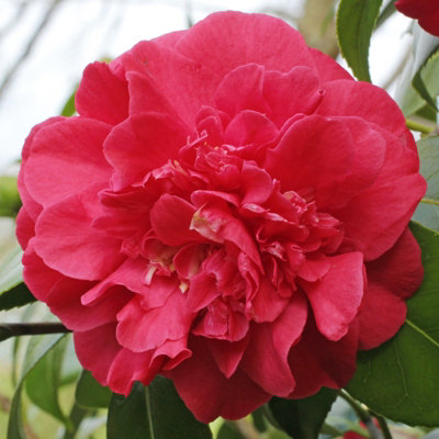 Carbeth Plants Camellia Plant Blood Of China In 9Cm PotEvergreen Hardy Victor Emmanuel Spring Flowering ShrubIdeal For PotsBeds & Borders from B&Q