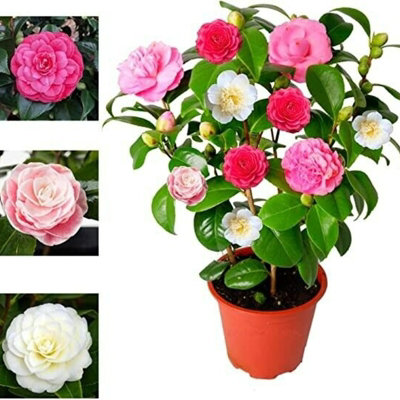 Carbeth Plants Camellia Japonica Plant Tricolour RedWhite & Pink In One PotEvergreen ShrubRare Variety Of Camellia Japonica Plant 30-50Cm from B&Q