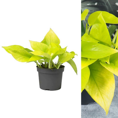 Carbeth Plants Epipremnum Pinn Neon Golden PothosBright Foliage Scindapsus In 12Cm Pot from B&Q