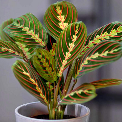 Carbeth Plants Maranta FascinatorTricolour Prayer Plant In 12Cm Pot20-30Cm In Height from B&Q
