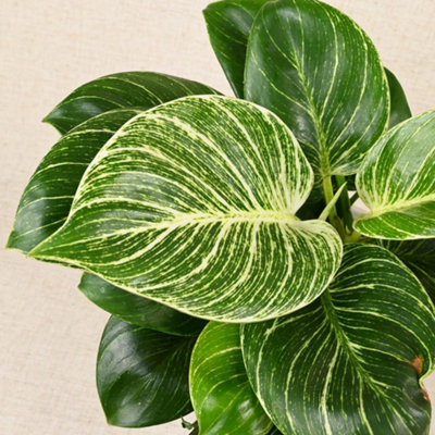 Carbeth Plants Philodendron White Wave Tropical Indoor Plant20-30Cm In Height In A 12Cm Pot from B&Q