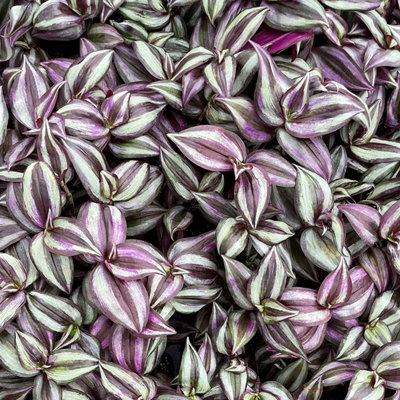 Carbeth Plants Tradescantia Zebrina Plant15-25Cm In HeightInch Plant For Indoors from B&Q