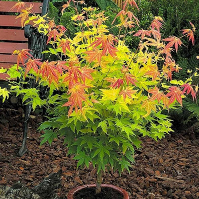 Carbeth Plants Acer Dream Plant - 20-30Cm In Height - Japanese Maple Tree Orange