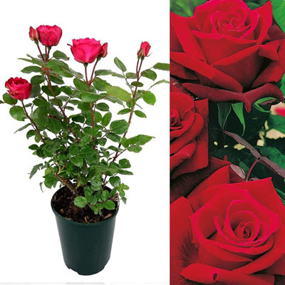 Carbeth Plants Red Rose Bush Deep SecretFloribunda Hybrid Tea Rose In A 3L Pot from B&Q