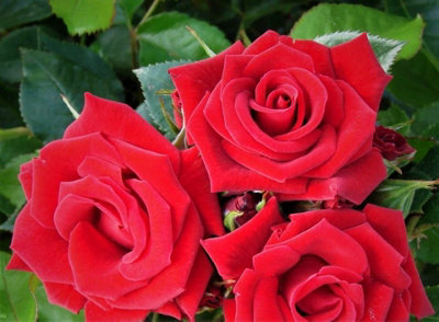 Carbeth Plants Red Rose Bush Love KnotFloribunda Hybrid Tea Rose In A 3L Pot from B&Q