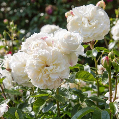 Carbeth Plants Rose Bush Guirlandes D'amourFloribunda White Hybrid Tea Rose In A 3L Pot from B&Q