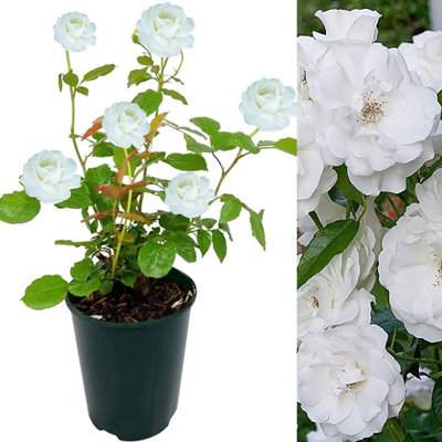 Carbeth Plants Rose Bush IcebergFloribunda White Hybrid Tea Rose In A 3L Pot from B&Q