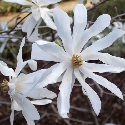 Carbeth Plants Magnolia Stellata In 9Cm Pots- Star MagnoliaceaSpring Flowering Plant from B&Q