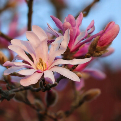 Carbeth Plants Magnolia 'leonard Messel' In 9Cm PotRare Spring Flowering Shrub from B&Q