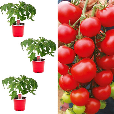 Carbeth Plants 3 X Tomato Plants 'alicante'- Growing Plants In 9Cm PotsIdeal For Beginners from B&Q