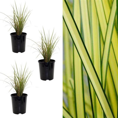 Carbeth Plants Carex Brunnea 'jenneke' X 3 Sedge Plants In 9Cm PotsEvergreen Ornamental Grass Plants (3 Plants) from B&Q