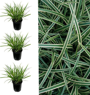 Carbeth Plants Carex Ice Dance X 3 Sedge Plants In 9Cm PotsEvergreen Ornamental Grass Plants from B&Q