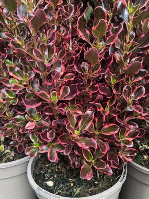 Carbeth Plants 2 X Coprosma Eclipse Mirror Plant15-30Cm Inc Pot SizeEvergreen Shrub from B&Q