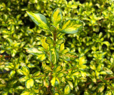 Carbeth Plants 2 X Coprosma Lemon And Lime Mirror Plant15-30Cm In Height Inc PotEvergreen from B&Q