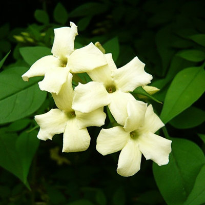 Carbeth Plants 2 X Jasmine Officinale Clotted Cream In 9Cm PotsDeciduous Climber Plants from B&Q