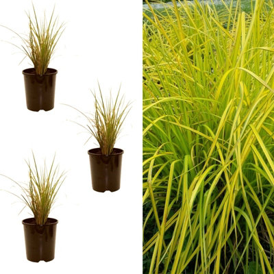 Carbeth Plants Carex Elata 'aurea' - Bowles's Golden Sedge 'aurea' Sedge - 3 Plants In 9Cm Pots