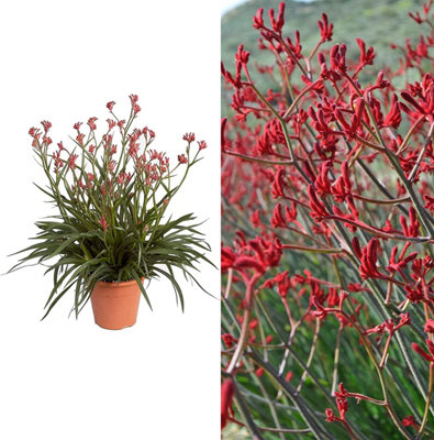 Carbeth Plants Kangaroo Paw Plant 'beauty Red'Anigozanthos In A 12Cm PotHouse Plant from B&Q