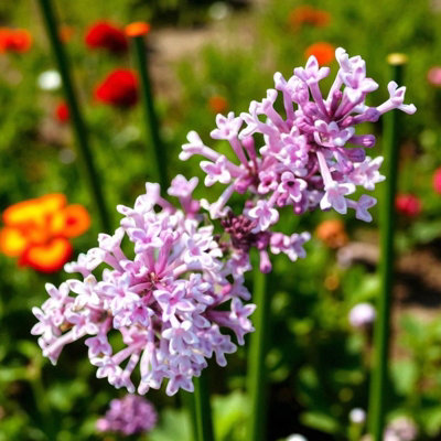 B&Q -  Syringa Flowerfesta Palibin In 9Cm PotDwarf Korean Scented Lilac Bush