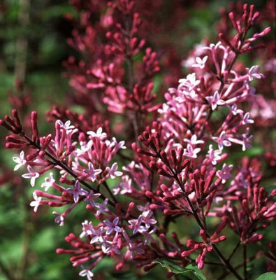 B&Q -  Syringa Red PixieDwarf Korean Scented Lilac Bush In 9Cm PotFlowering Ornamental Tree