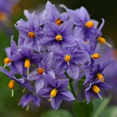 B&Q -  Solanum Glasnevin (Chilean Potato Tree) In 9Cm Pot Semi Evergreen Plant
