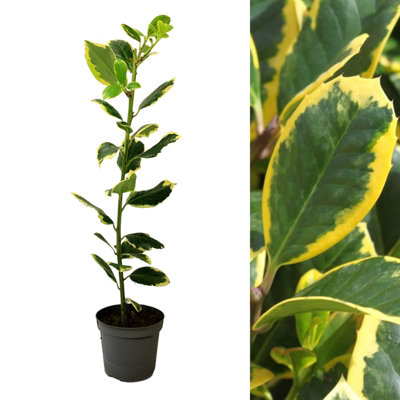 B&Q -  Ilex Altaclerensis 'golden King' In 9Cm PotVariegated Holly Plant