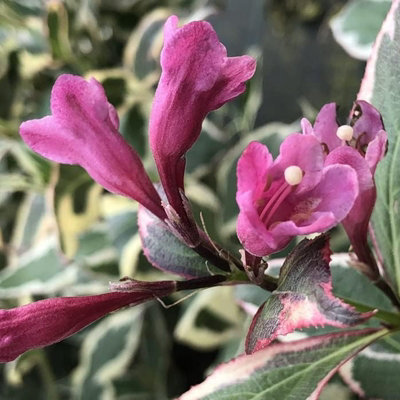 Carbeth Plants Weigela 'all Summer Monet' In 9Cm PotDeciduous Shrub With Variegated Foliage from B&Q