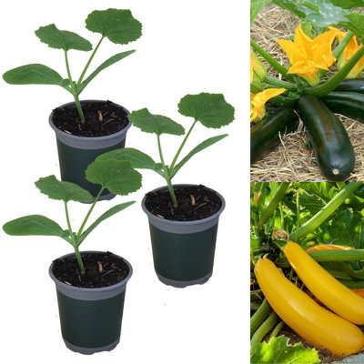 Carbeth Plants Courgette Plant Mix3 X Growing Plants In 9Cm PotsPerfect For Beginners from B&Q