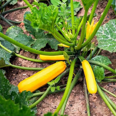 Carbeth Plants Courgette Plant 3 Plant Mix3 X Growing Courgette Plants In 9Cm PotsPerfect For Beginners from B&Q