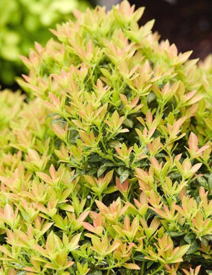 Carbeth Plants 2 X Pieris Japonica 'viking' In 9Cm PotsFlowers Late Spring To Early Summer from B&Q