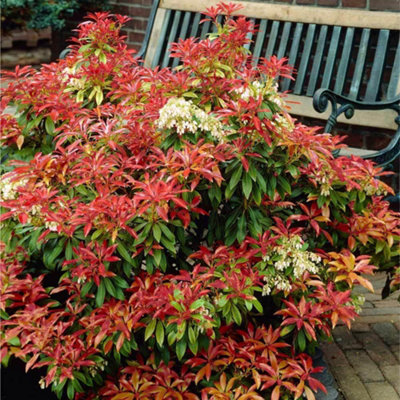 Carbeth Plants 2 X Pieris Japonica 'mountain Fire' In 9Cm PotsBrilliant Flame Red Foliage from B&Q