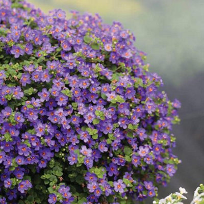 Carbeth Plants Bacopa 3 Plant MixTrailing Variety In A 9Cm Pot from B&Q