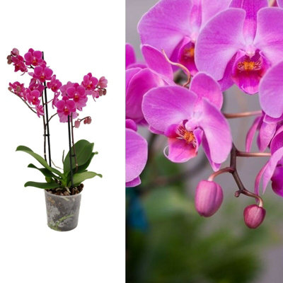 Carbeth Plants Phalaenopsis Multiflora Orchid (Purple) 2 Stem In 12Cm PotIndoor Plant from B&Q