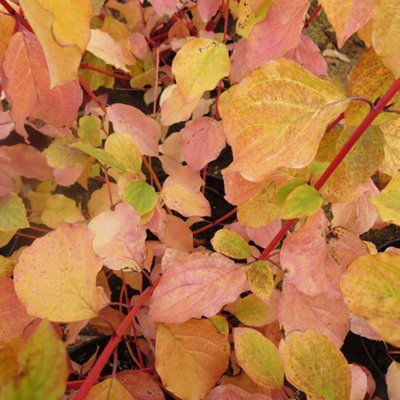 Carbeth Plants Cornus 'midwinter Fire' (Dogwood) In 9Cm Pot from B&Q