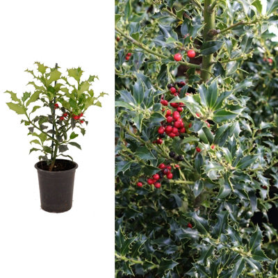 Carbeth Plants Ilex Aquifolium 'alaska' In 9Cm PotEnglish Holly PlantDark Green Foliage from B&Q