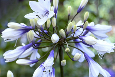 B&Q -  Agapanthus 'twister' (African Lily) In 9Cm PotLovely Two Toned Flowers