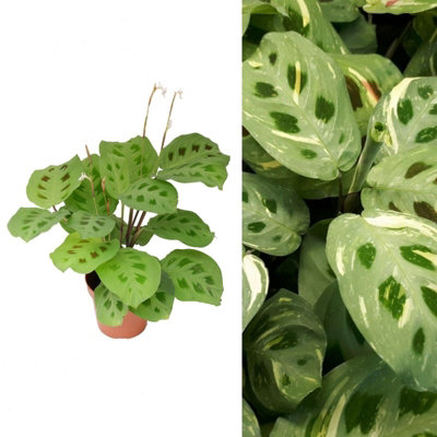 Carbeth Plants Maranta LeuconeuraVariegated Prayer Plant20-30Cm In Height In A 12Cm Pot from B&Q