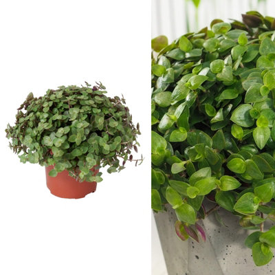 Carbeth Plants Callisia Repens 'turtle Vine' PlantIndoor Plant In 11 Cm Pot from B&Q