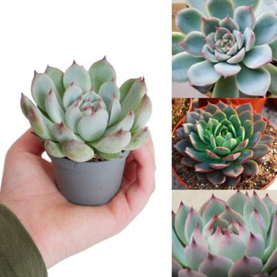 Carbeth Plants Echeveria Parva Succulent In 6 Cm PotLow Maintenance Indoor Plant from B&Q