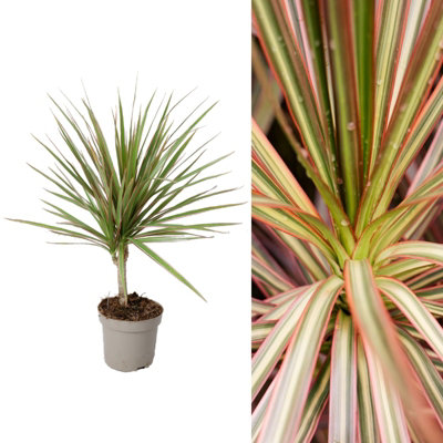 Carbeth Plants Dracaena Marginata 'bicolour' In 11Cm PotIndoor PlantEasy To Maintain from B&Q