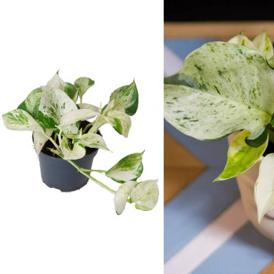 Carbeth Plants Epipremnum 'happy Leaf' Manjula PothosUnusual Variety In 12Cm Pot from B&Q