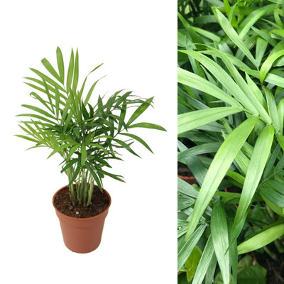 Carbeth Plants Chamaedorea Elegans Parlour Palm In 12Cm PotIndoor Foliage Plant from B&Q