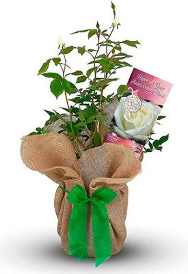 Carbeth Plants Paper Wedding Rose Bush Gift Wrapped1St Wedding Anniversary Plant from B&Q