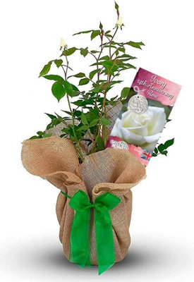 Carbeth Plants Ivory Anniversary Rose Bush14Th Anniversary Rose GiftGift Wrapped Rose Bush In A 3 Litre Pot from B&Q
