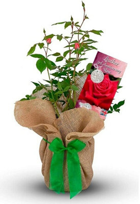 Carbeth Plants Leather Wedding Rose Bush Gift Wrapped - 3Rd Anniversary Plant